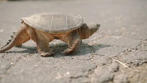 Turtle on the road goes Stock Footage 93713293