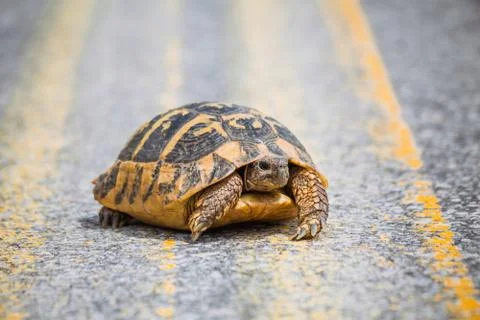 Turtle on the  road Stock Photos