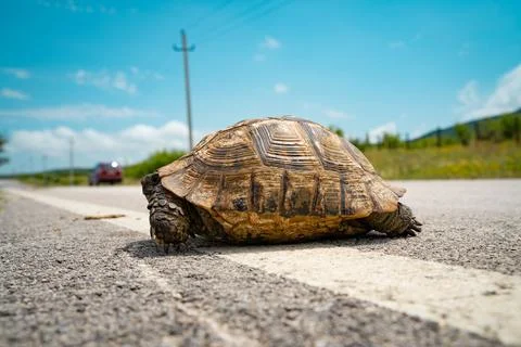 Turtle on the road Stock Photos