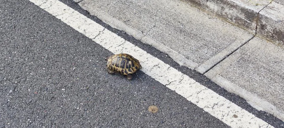 Turtle on a road, Shkoder, Albania Stock Photos