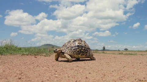 The turtle is on the road on a sunny day Video stock 104995710
