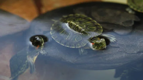 Turtle On A Rock 3. 库存影片 60630423