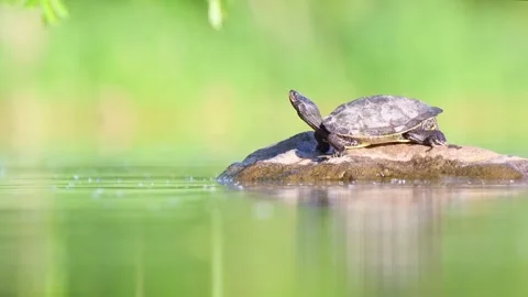 Turtle on rock Stock Footage 266375273