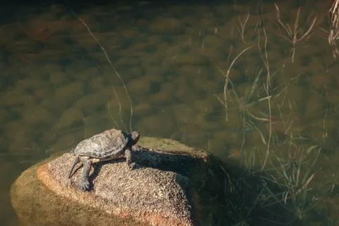 A turtle in a rock, in a lake Stock Photos