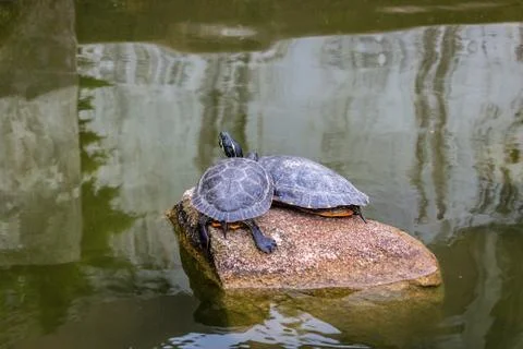 A turtle in a rock, in a lake Stock Photos