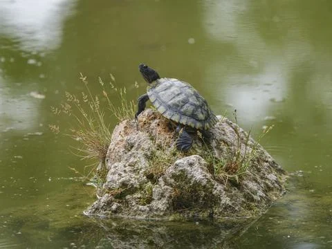 Turtle on a rock in the lake Foto stock
