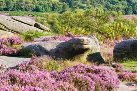 Turtle Rock on the moors? Stock Photos