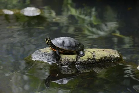 Turtle on a rock Stock Photos