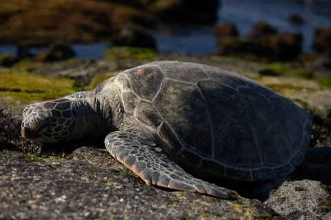 Turtle on Rock Stock Photos