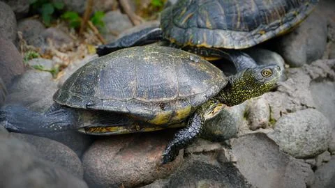 Turtle on the rock Stock Photos