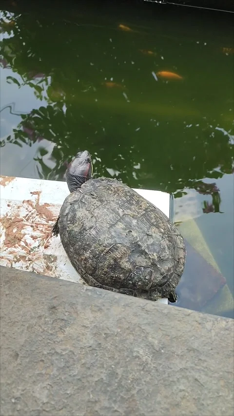 Turtle on a rock in a pond Stock Footage 272400193