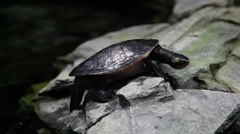 Turtle on rocks Stock Footage 8946905