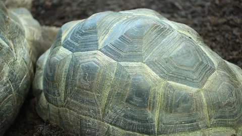 Turtle on the rocks Video stock 306040428