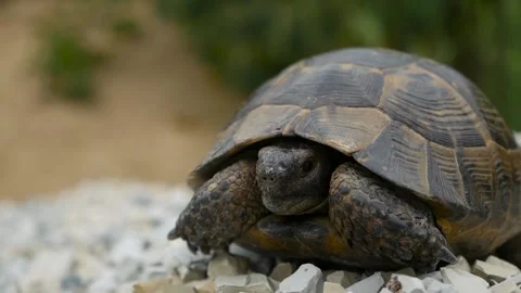 Turtle on rocks on a grass background Vídeos de archivo 132582023