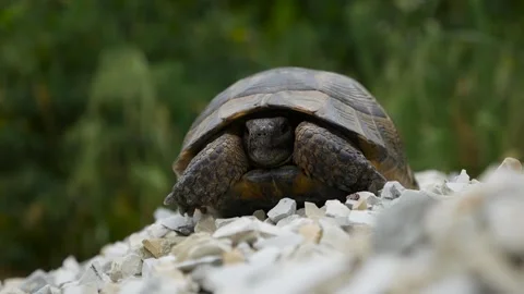 Turtle on rocks in nature among the grass Video stock 132534823