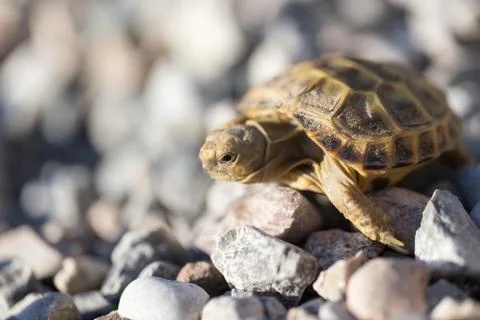 Turtle on rocks in nature Stock Photos