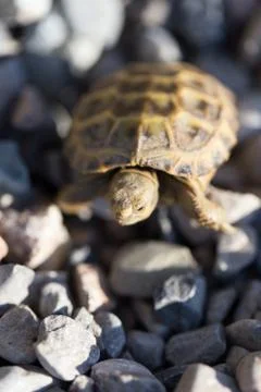 Turtle on rocks in nature Stock Photos