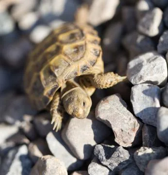 Turtle on rocks in nature Stock Photos
