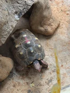 Turtle on rocky ground Stock Photos