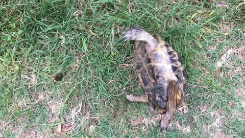 The turtle rolls over from back to stomach. Stock Footage 140396447