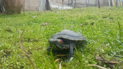 Turtle run Stock Footage 106369916