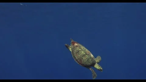 Turtle runaway Stock Footage 315267875