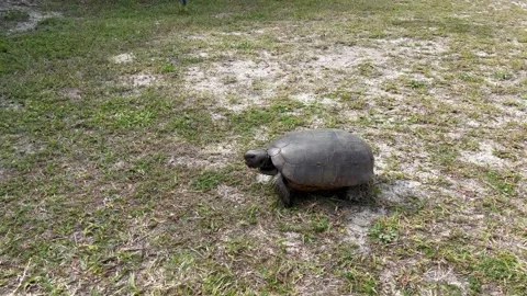 Turtle running across grass into woods Stock Footage 236874191