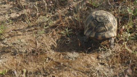 The turtle is running away from the camera through dry grass and soil, with the Stock Footage 244648291