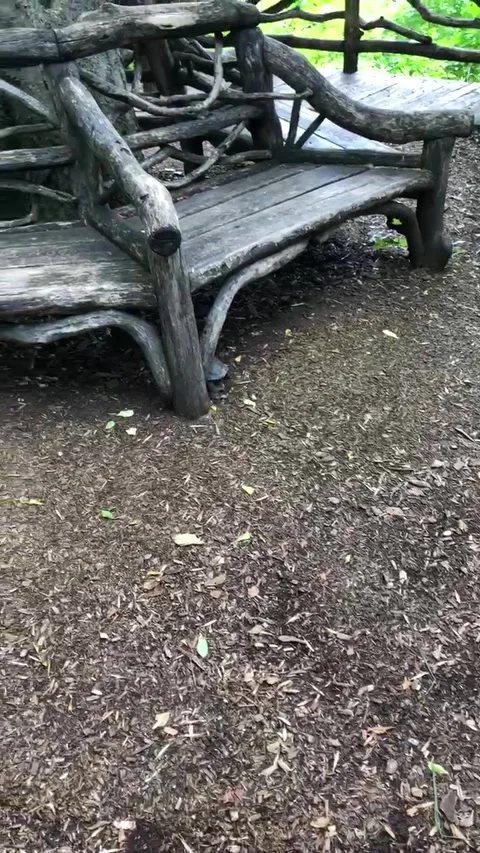 A turtle running away in Central Park Vídeos de archivo 301029563