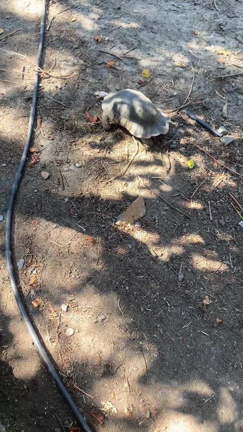 Turtle running. Vertical video Stock Footage 286865592