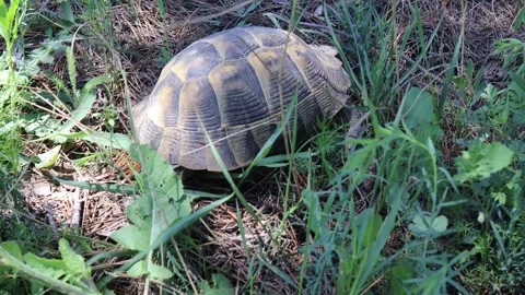 The turtle runs across the field Stock Footage 240176402