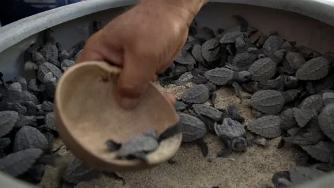 Turtle sanctuary Video stock 81178512