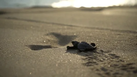 Turtle sanctuary Stock Footage 81179491