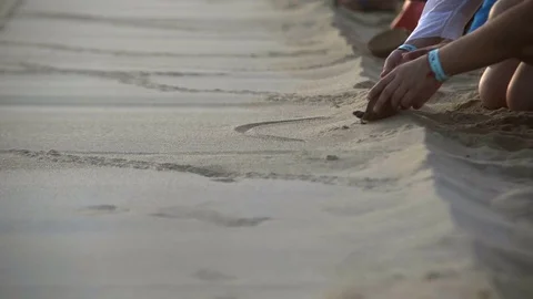 Turtle sanctuary Stock Footage 81179914