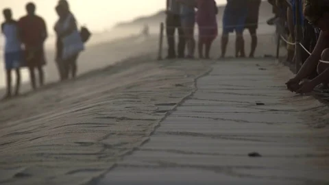 Turtle sanctuary Video stock 81179924