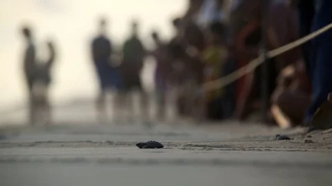 Turtle sanctuary Stock Footage 81180097