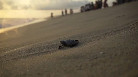 Turtle sanctuary Stock Footage 81180520