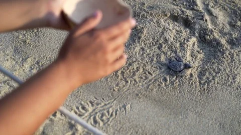 Turtle sanctuary Stock Footage 81181865