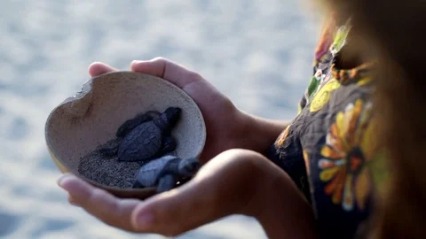 Turtle sanctuary Stock-Footage 81182867