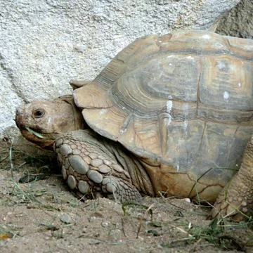 Turtle in the sand 库存照片
