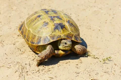 Turtle on sand Stock Photos