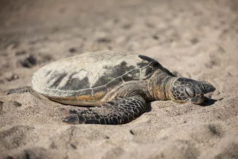 Turtle in Sand Stock Photos