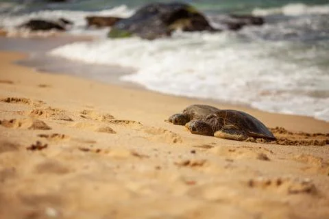 Turtle on sandy beach. Stock Photos