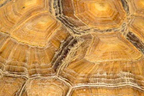 Turtle Scales Stock Photos