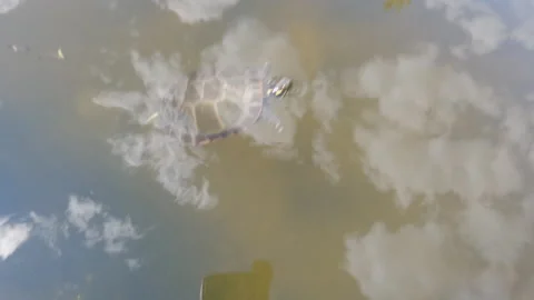Turtle Scared Stock Footage 159554066