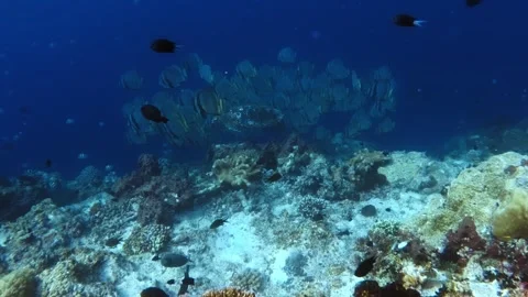 Turtle with a school of spade fish Stock Footage 345772400