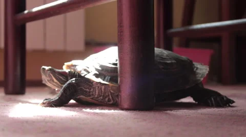 Turtle scrape the leg of a chair. Wide shot. Indoor. Carpet. House. Stock Footage 42183573