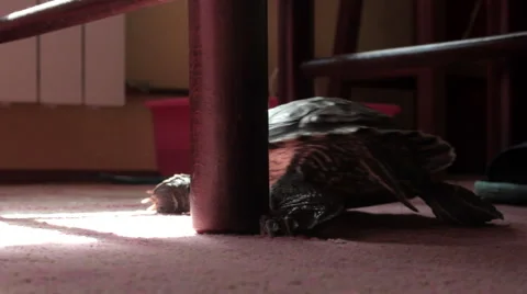 Turtle scrape the leg of a chair. Wide shot. Indoor. Carpet. House. Stock Footage 42184337