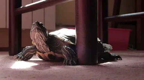 Turtle scrape the leg of a chair. Wide shot. Indoor. Carpet. House. Stock Footage 42187360