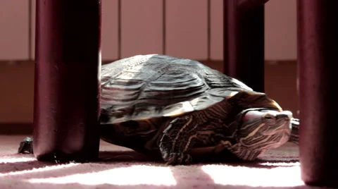 Turtle scrape the leg of a chair. Wide shot. Indoor. Carpet. House. Vídeo Stock 42189064